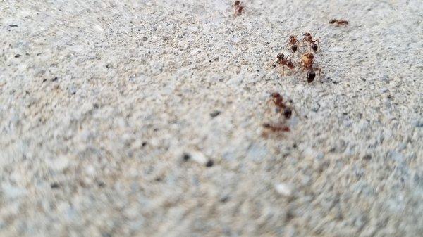 Ant Trail