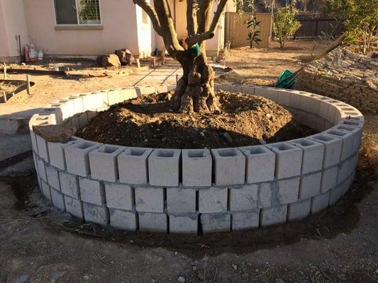 Planter box for the olive tree