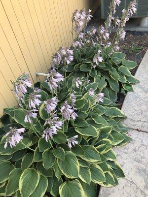 My hostas