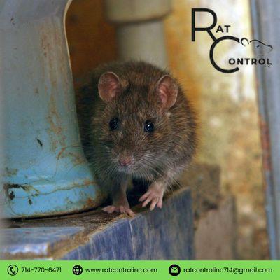 Rat Control Inc.