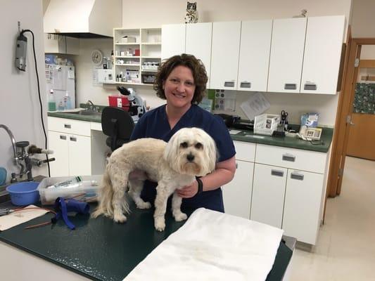 Treatment area in use for this dog's medical care.