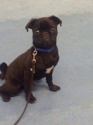 Camp Program participant, Frankie, showing his sit stay at Dog Woods.