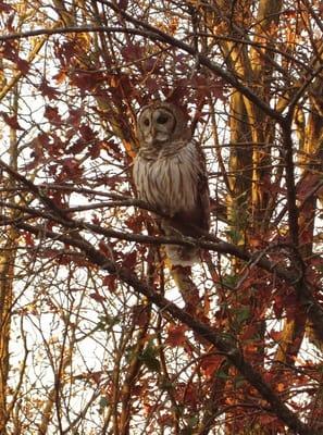 We saw this barred owl just out of the breakfast room windows. What a hoot!