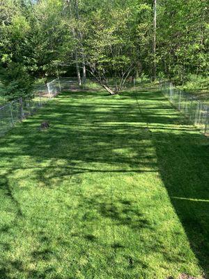 One of my 2 play yards for dogs.