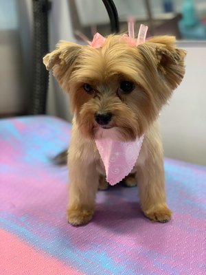 Rosie the Yorkshire Terrier