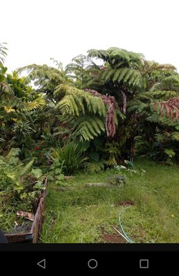 Hapu'u forest