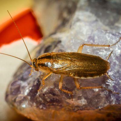 Miche Pest Control provides Cockroach Control in Rockville Maryland