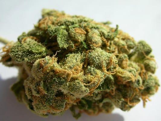 Jack Herer 1