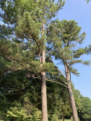 Pine tree removal