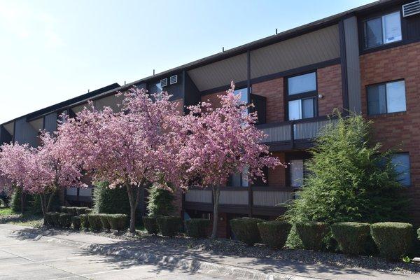 Large apartments in a park-like setting.