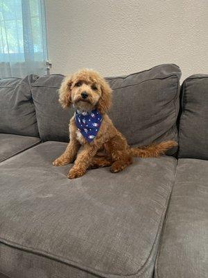 After- first groomed teddy bear face