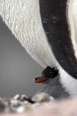 Gentoo Penguin chick from my Antarctica voyage