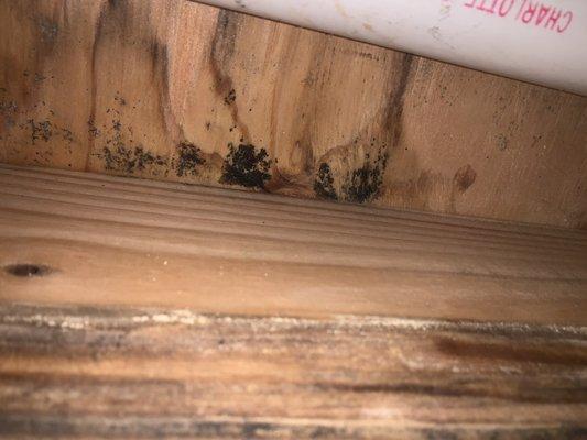 Mold above shower