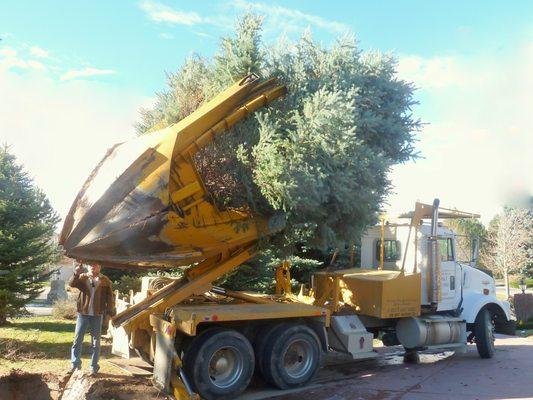 This is approximately a 16' Blue Spruce tree being transplanted on site in the same yard.