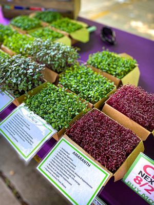 Micro greens