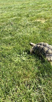 My tortoise roaming