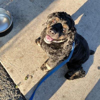 Dillon is anxiously awaiting his cookie at Sip and Scoop downtown!