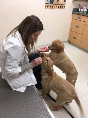 Dr. Christina bonding with  a couple of Golden Retriever litter mates during their puppy exam.