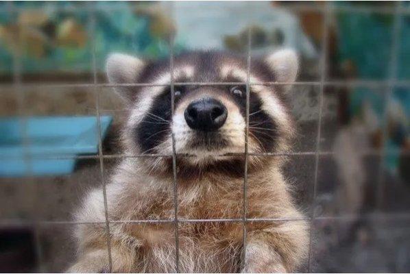 Racoon in box trap to be relocated.