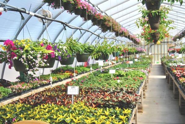 Largest selection of annuals around!