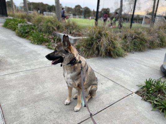 No dogs on the turf, so patiently waiting on the sidewalk