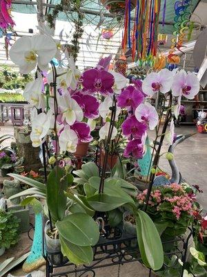 HUGE orchids! Oh my goodness!