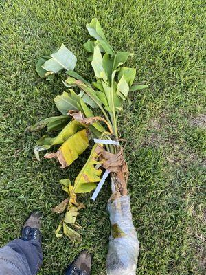 Banana plants wrapped like garbage, broken leaves.