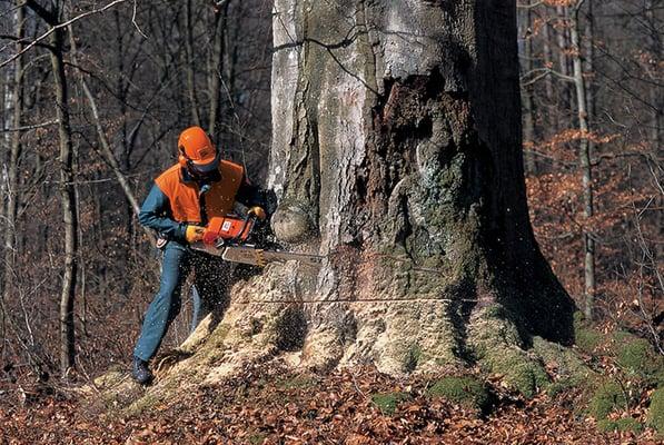 Dennis Harrington Tree Service