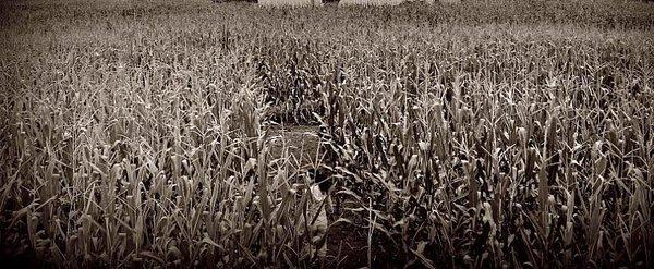 Twin Falls Corn Maze