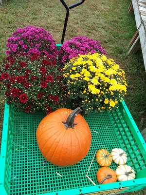 Our loot for today.  Mums were 4 for $25 and they're beautiful.