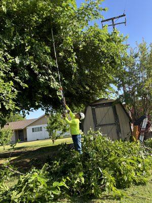 KDV Tree Service and Landscaping