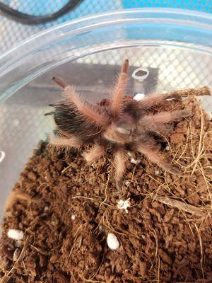 Mexican Red Leg Tarantula