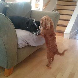 It was love at first sight for Bhakti and Ziggy at dog boarding camp in Oakland