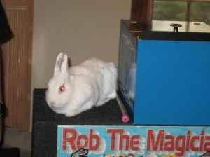 Your Child Is The Star Of My Show  AND Will Get To Help Produce A Real Bunny Rabbit From An Empty Box !