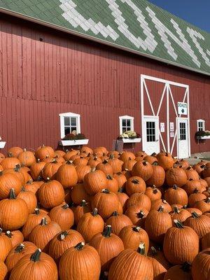 Pumpkins! So many to choose from.