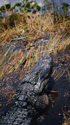 Male gator