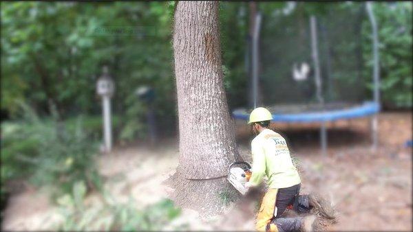 Tree removal Kansas city