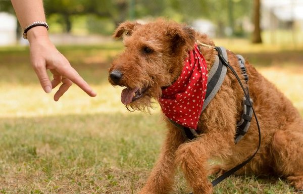 Family Dog Training