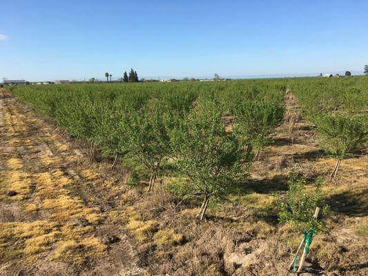 Bonilla Nursery trees