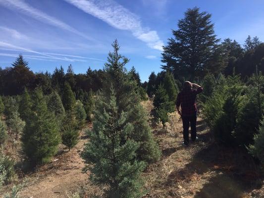 Looking for the right tree!