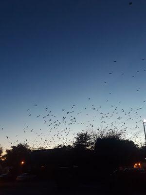 Blackbirds, doing what they do best in fall, heading South. So beautiful. Uniondale, Town of Hempstead (2018)