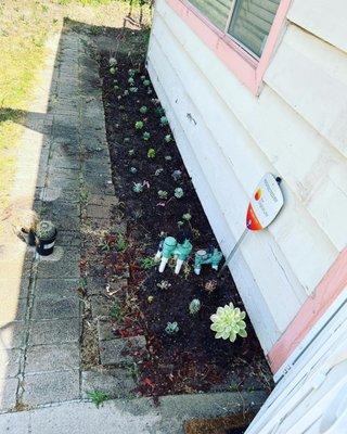 Similar to the previous picture, all these plants were also purchased at Cal West nursery.