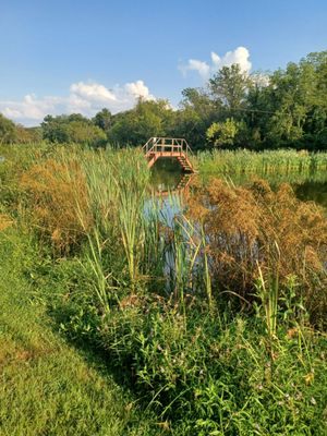 Bridge to ask between two ponds