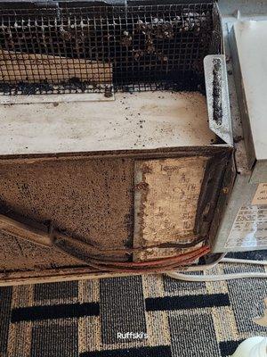 Black mold and dirt