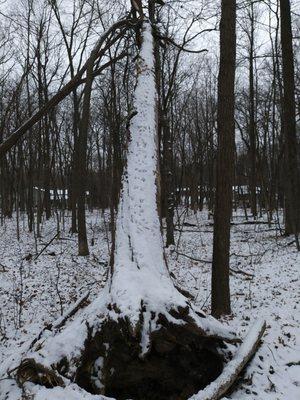 Downed tree is beautiful