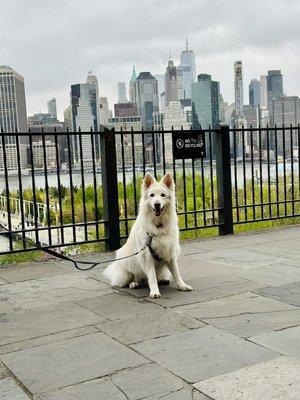 Theo enjoying the Brooklyn Heights waterfront!