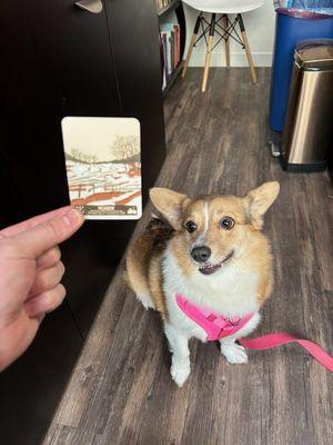 This is the therapy dog of this studio next door at Elaheh drawing the tarot card for "Meadow," which I guess means Marymoor!