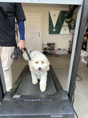 Treadmill Training