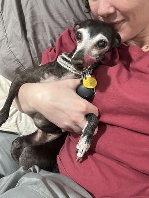 Italian greyhound- Bailey