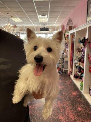 In Woof Gang right after getting groomed. He was so happy!